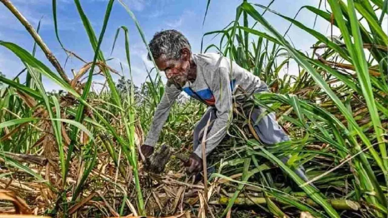 Sugarcane-Farmer-1