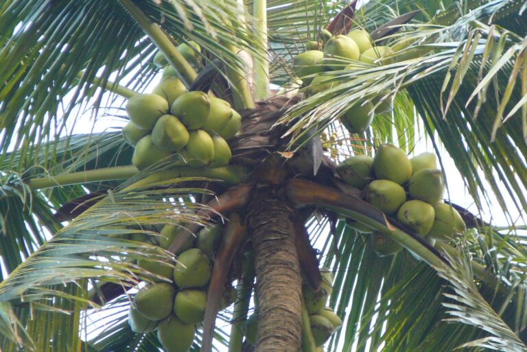 nariyal79 koko