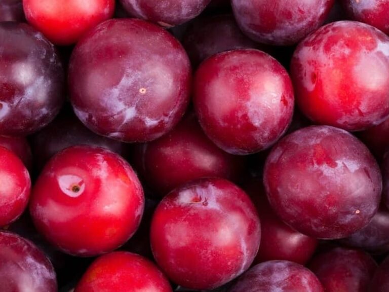 Plum