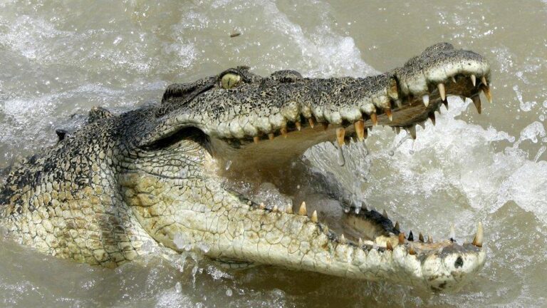 crocodile