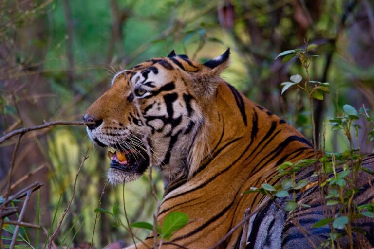 टाइगर स्टेट पर खतरा: 3 महीनों में 18 बाघों की मौत, सिस्टम पर उठे गंभीर सवाल…