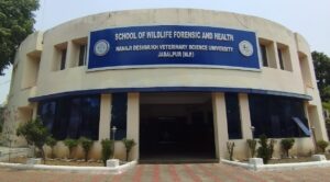 चार जिलों में खुलेंगे नए वेटरनरी कॉलेज, MP में 14 होंगे डिप्लोमा कॉलेज…