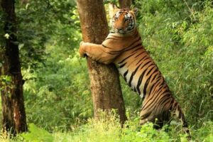 कहां गया टाइगर रिजर्व का फंड? HC ने NTCA से मांगा 10 साल का हिसाब…